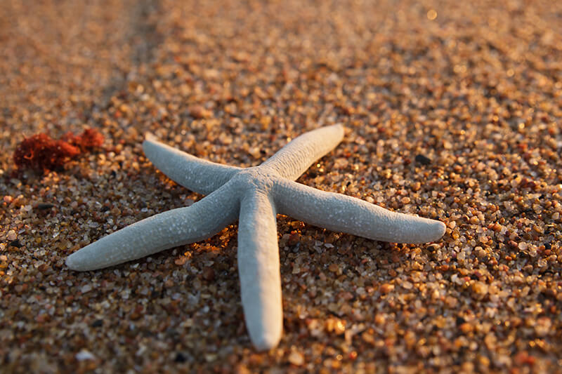 starfish on the beach