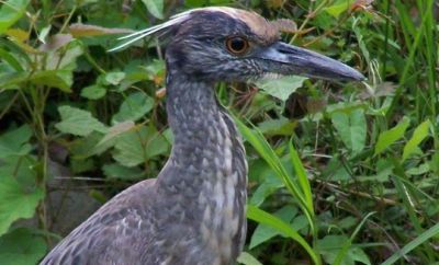 Closeup of bird in nature