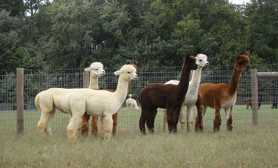 alpacas.jpg