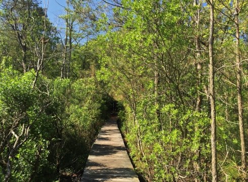 Bay-Friendly Native Plant Tours