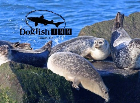Winter Delmarva Dogfish BirdINNg Weekend