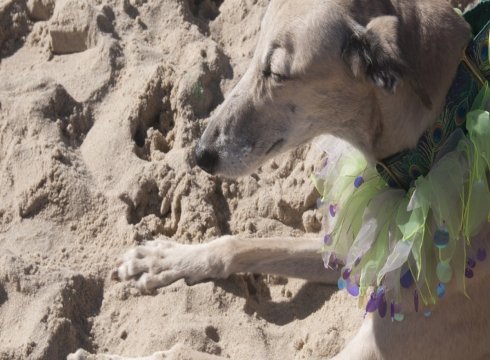 Greyhounds Reach the Beach