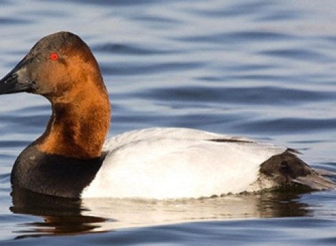 Welcome Waterfowl Weekend