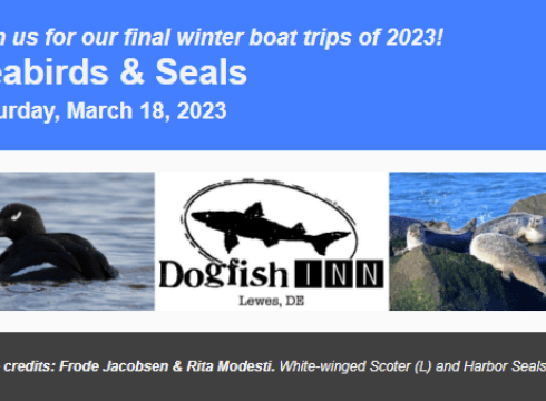 Seabirds & Seals with Delmarva Birding Weekends