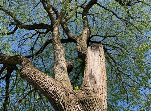 Guppy Club: Barking up Trees