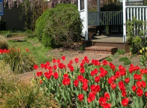 2019 Tulip Celebration