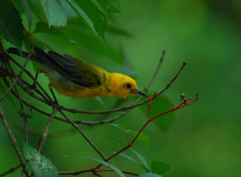 SPRING DELMARVA BIRDING WEEKEND