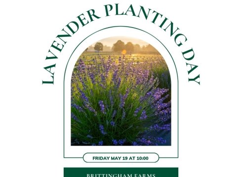 Lavender Planting Day