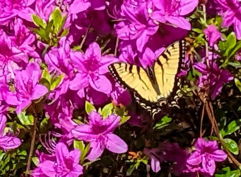 Spectacular Spring  Flowers