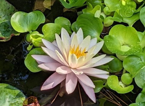 Open Garden Day