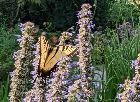 Late Summer Flowers