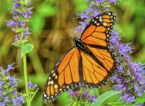 Butterflies & Blooms Class at DBG
