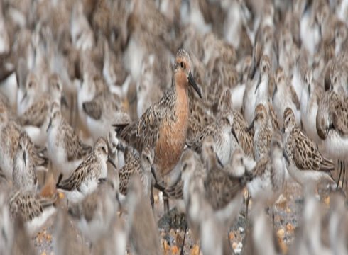 Migration Miracles: Delaware's Shorebird Magic
