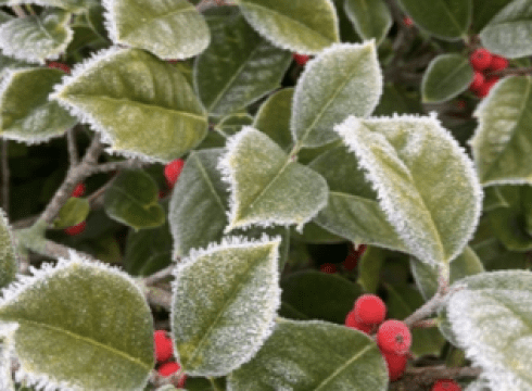 Happy Holly Days