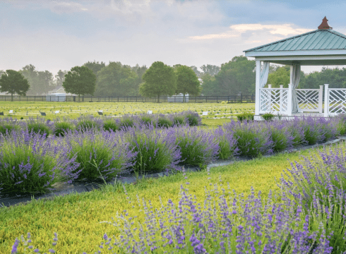 Lavender & Lambs Festival