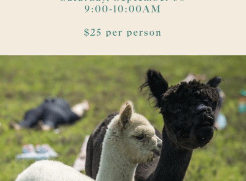 Alpaca Yoga