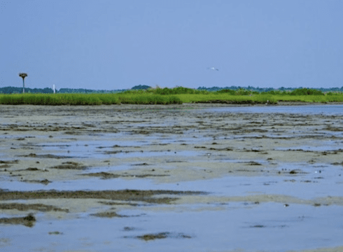 Explore an Estuary