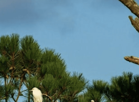 Inland Bays Birding: Marsh Birds