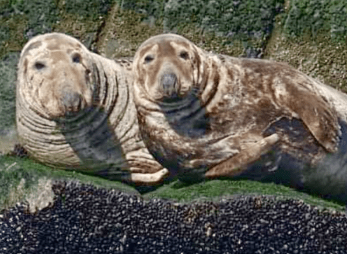 Scoters & Seals (Lewes Boat Tour)