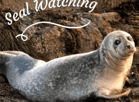 Seal Watching Tours