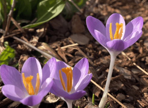 Early Spring Bulb Tour