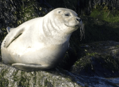 Scoters & Seals