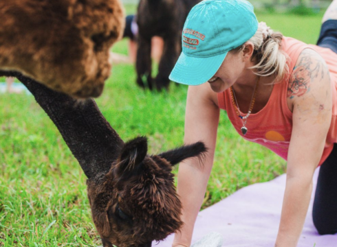 Alpaca Yoga