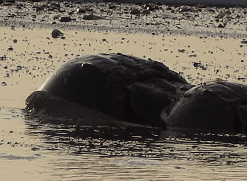 Horseshoe Crab Program
