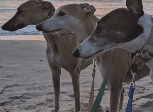 Greyhounds Reach the Beach