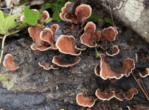 Fall Fungi Woodland Tour