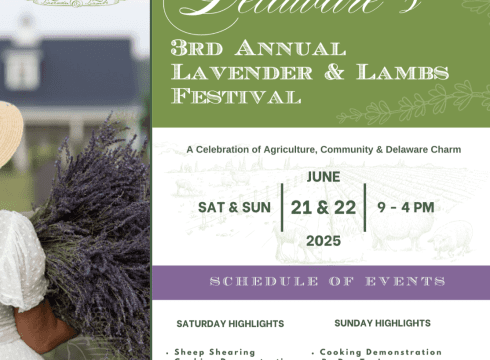 Lavender & Lambs Festival