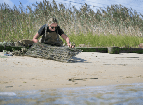 The Science of Oysters