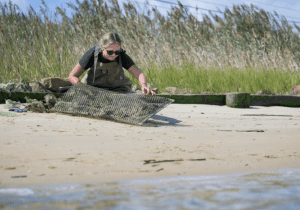 The Science of Oysters