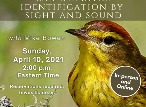 Identification of Spring Warblers