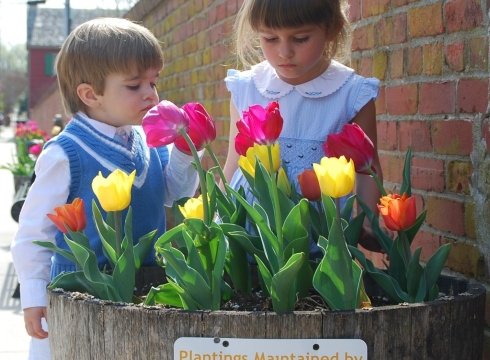 16th ANNUAL LEWES TULIP CELEBRATION BLOOMS