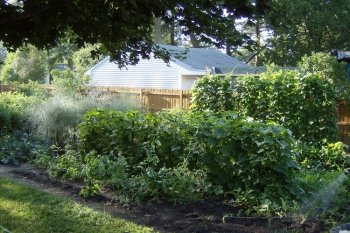 Sharon's Natural Gardens