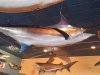 Big Fish Grill Rehoboth