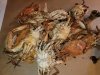 Claws Seafood House