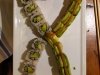 CoCoLo Sushi
