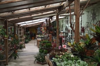 Pepper Greenhouses