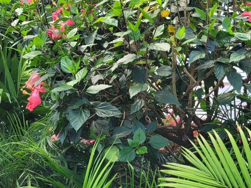 Bella Terra Landscape and Garden Center
