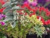 Lakeside Greenhouses