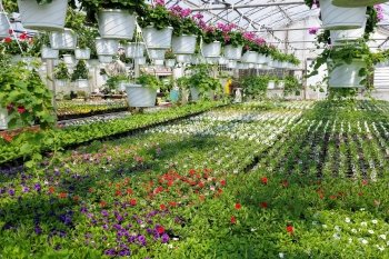 Lakeside Greenhouses