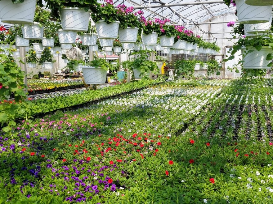 Lakeside Greenhouses