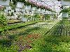Lakeside Greenhouses
