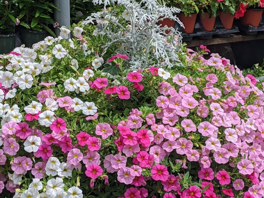 Lakeside Greenhouses