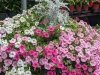 Lakeside Greenhouses