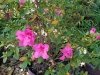 Inland Bays Garden Center