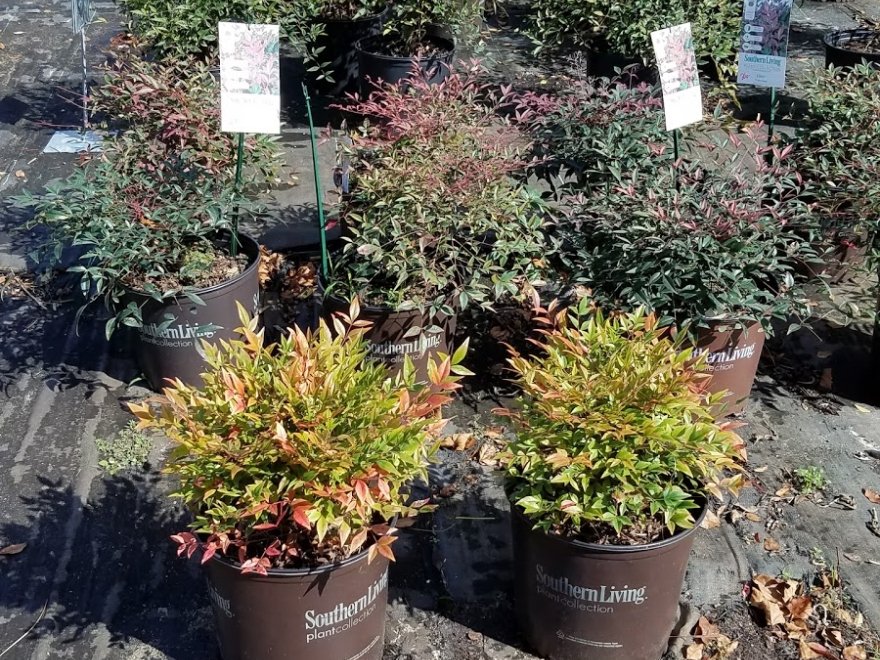 Inland Bays Garden Center
