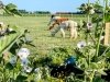 Four Acres Living